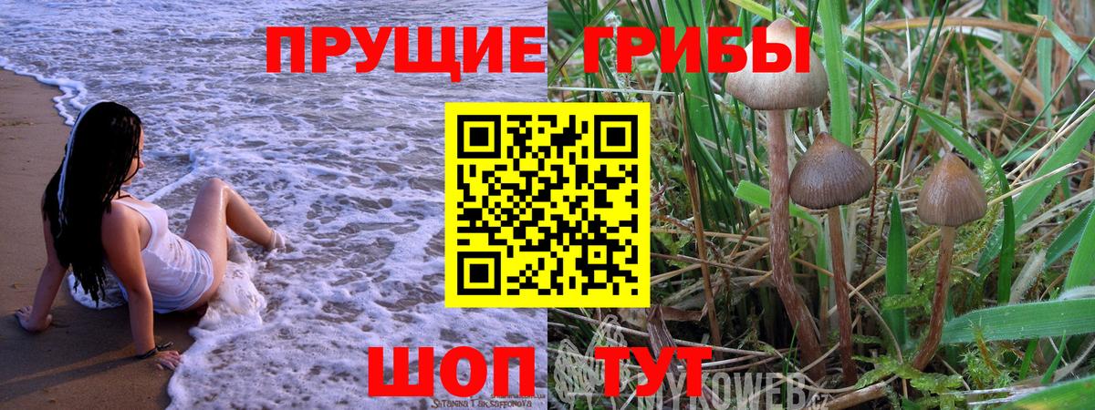 купить наркоту  Вход с VPN  Богородск  Галлюциногенные грибы GOLDEN TEACHER 